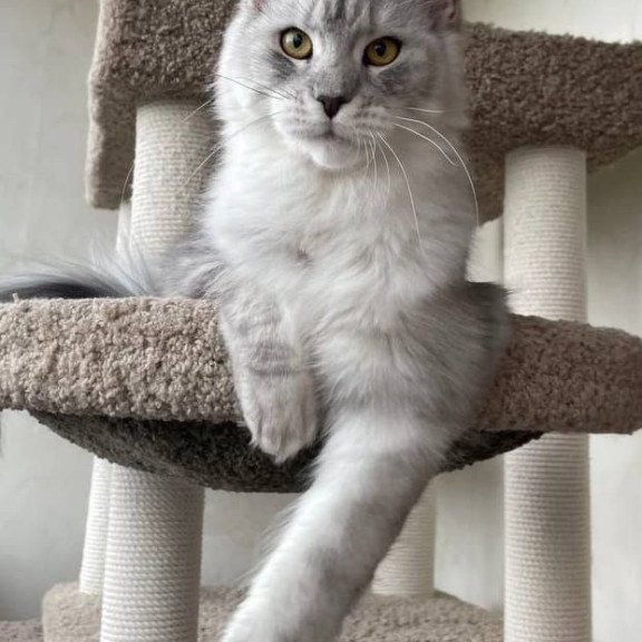 Maine Coon A Cevelina 02