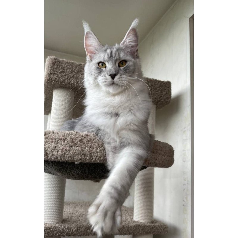 Maine Coon A Cevelina 02