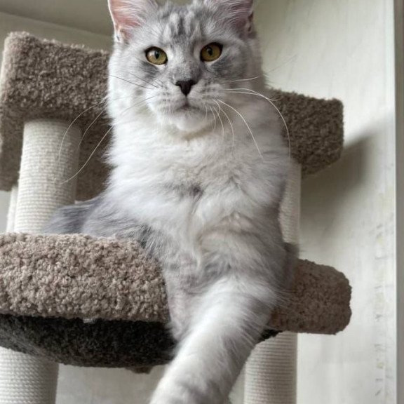 Maine Coon A Cevelina 02