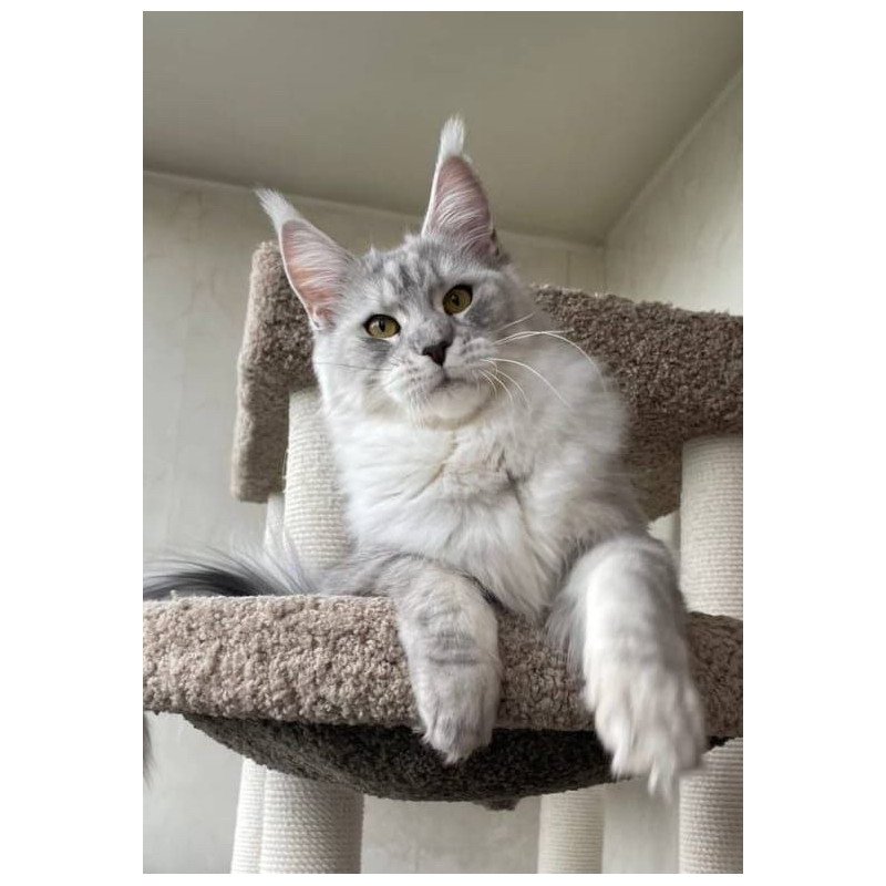 Maine Coon A Cevelina 02
