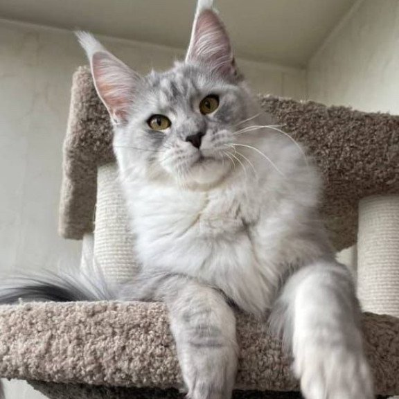 Maine Coon A Cevelina 02