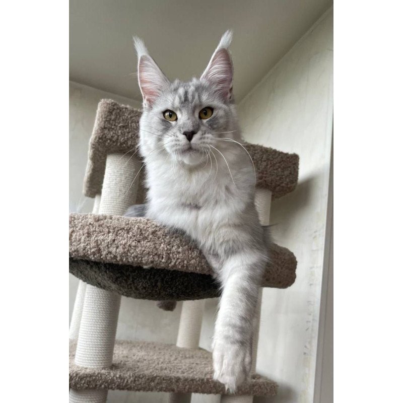 Maine Coon A Cevelina 02