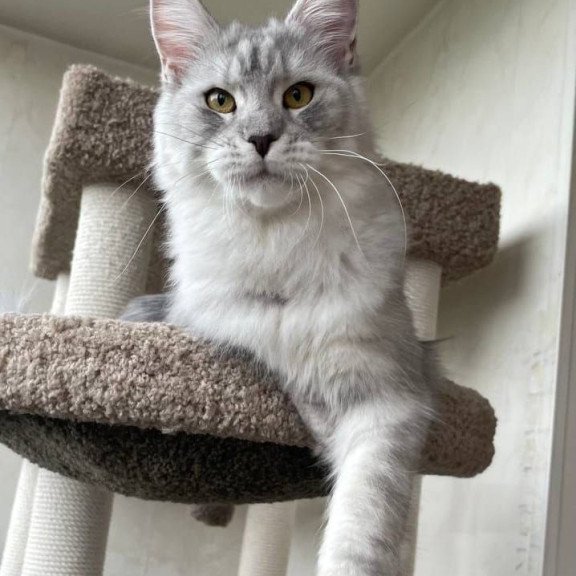 Maine Coon A Cevelina 02