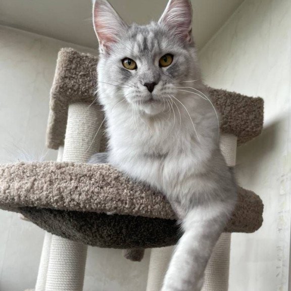 Maine Coon A Cevelina 02