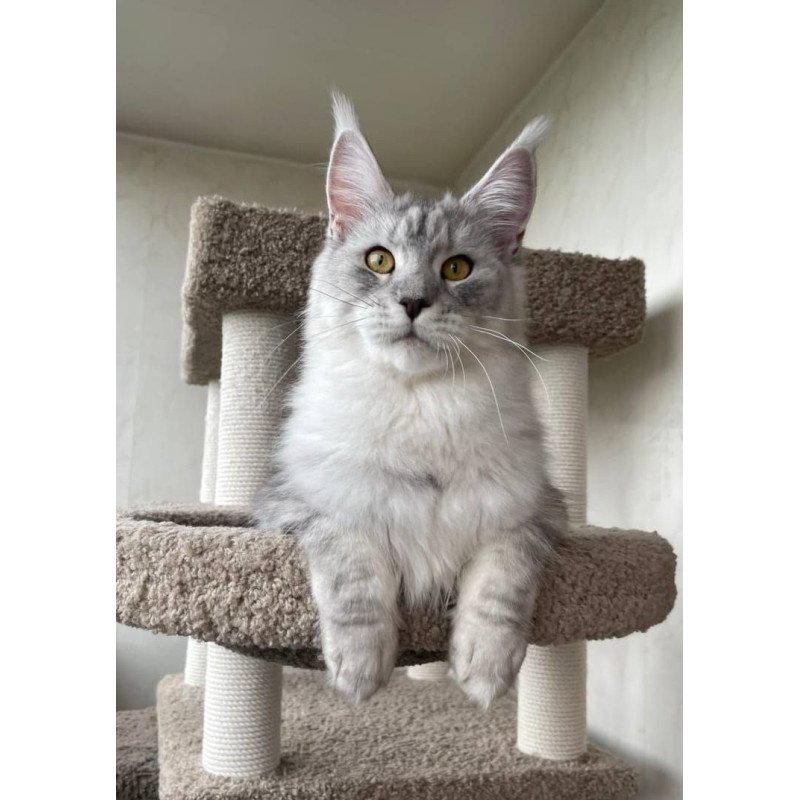 Maine Coon A Cevelina 02