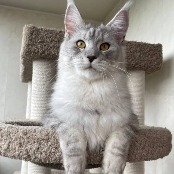 Maine Coon A Cevelina 02
