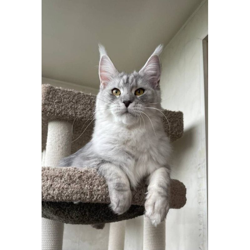 Maine Coon A Cevelina 02