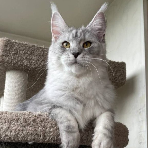 Maine Coon A Cevelina 02