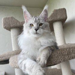 Maine Coon A Cecilia 02