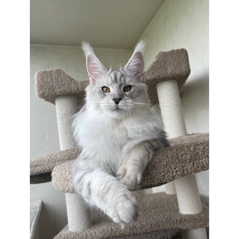 Maine Coon A Cecilia 02