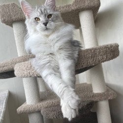 Maine Coon A Cecilia 02