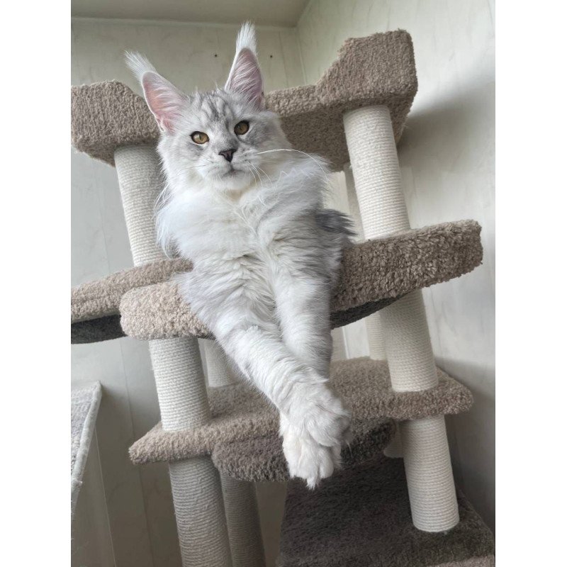 Maine Coon A Cecilia 02