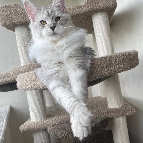 Maine Coon A Cecilia 02