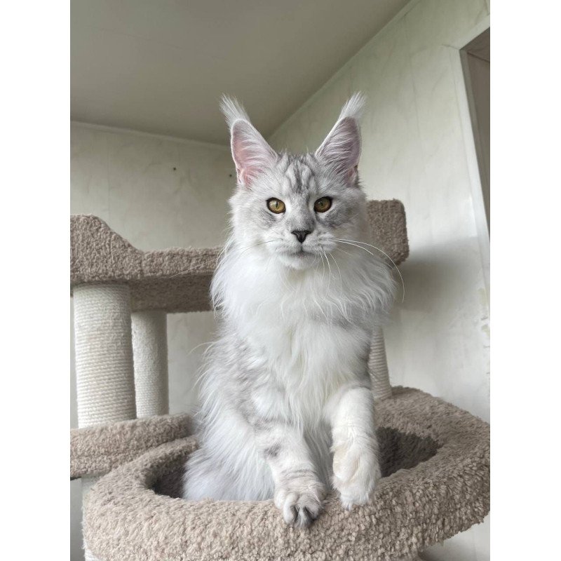 Maine Coon A Cecilia 02