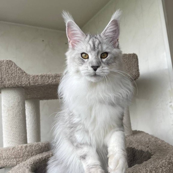 Maine Coon A Cecilia 02