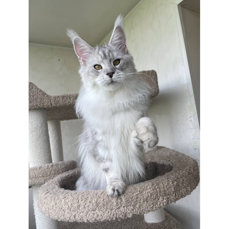 Maine Coon A Cecilia 02