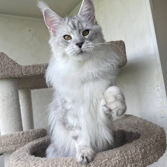 Maine Coon A Cecilia 02