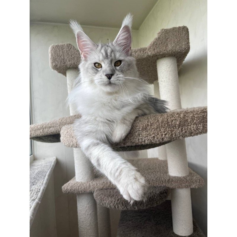 Maine Coon A Cecilia 02