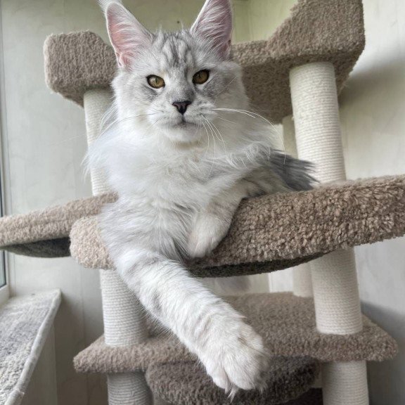 Maine Coon A Cecilia 02