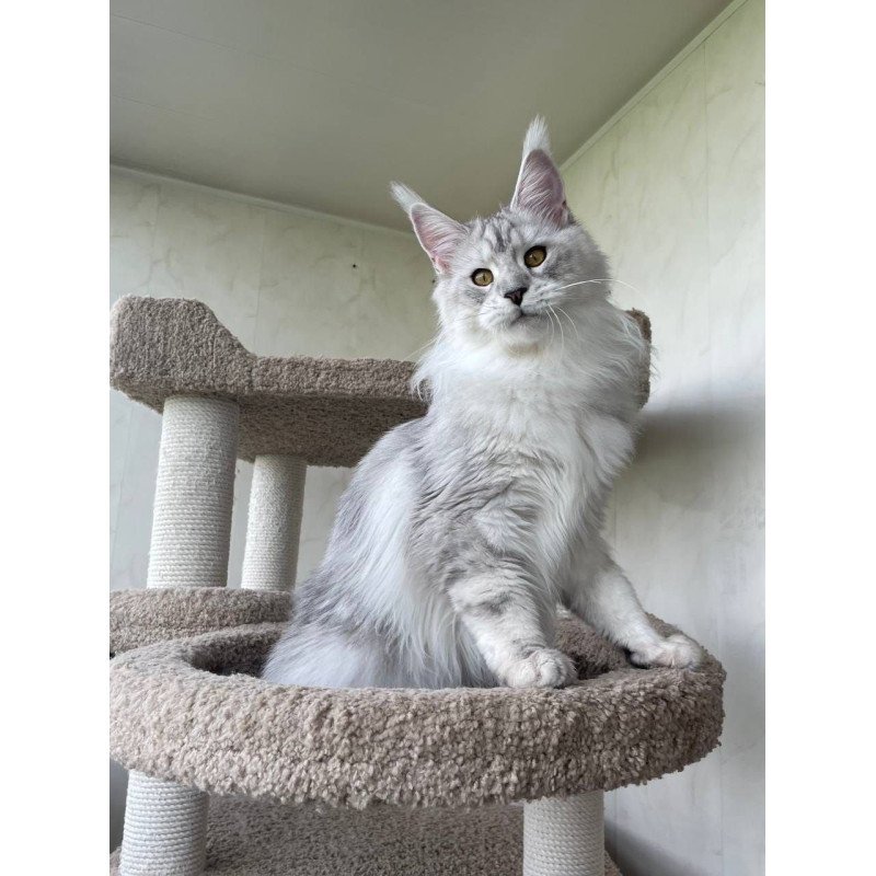 Maine Coon A Cecilia 02