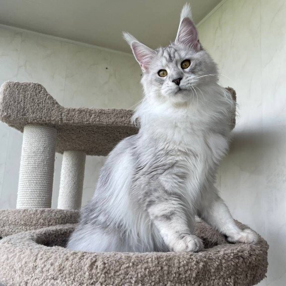 Maine Coon A Cecilia 02