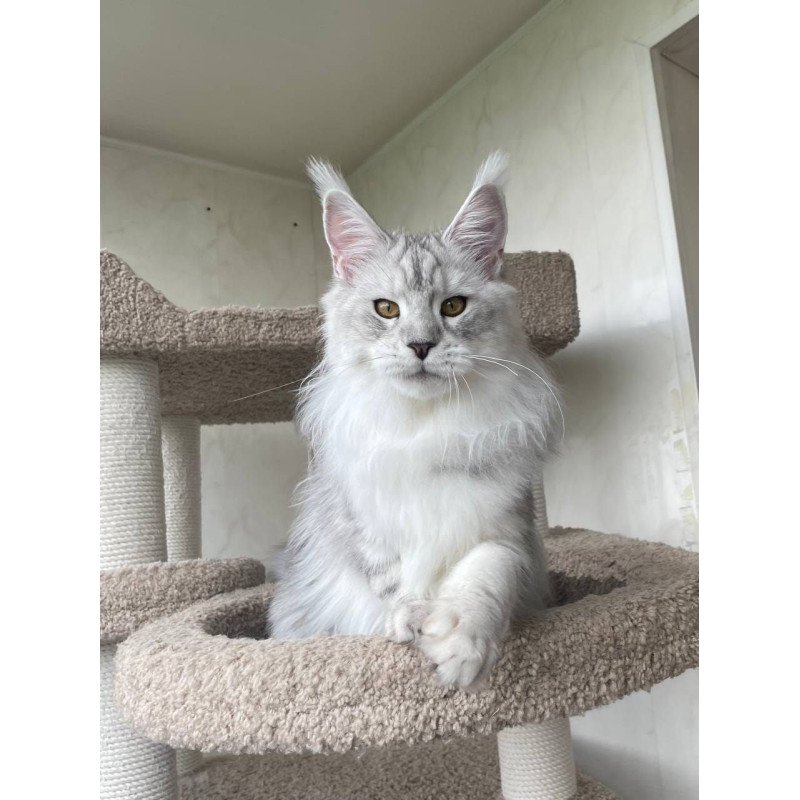 Maine Coon A Cecilia 02