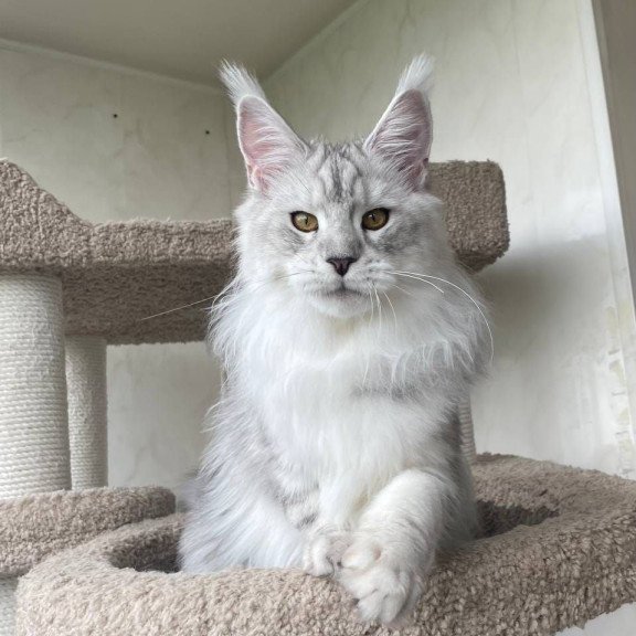 Maine Coon A Cecilia 02