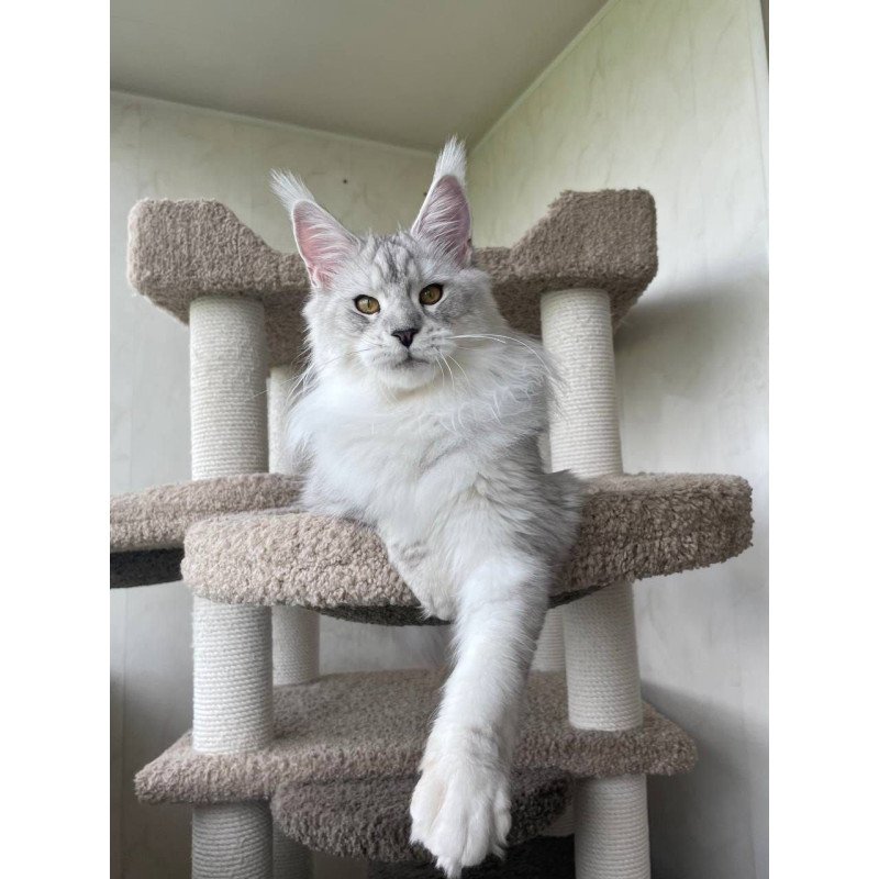 Maine Coon A Cecilia 02
