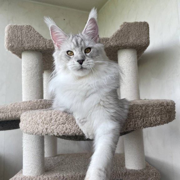 Maine Coon A Cecilia 02