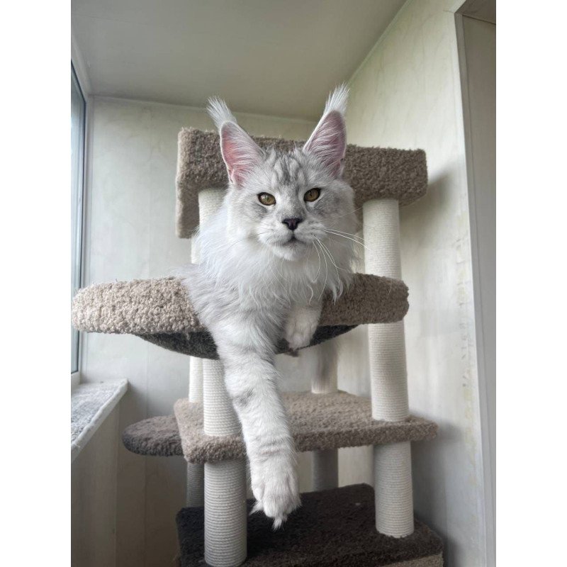 Maine Coon A Cecilia 02