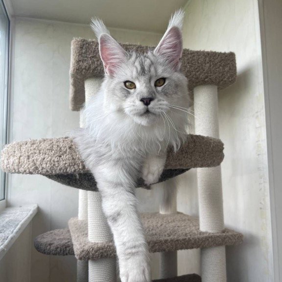 Maine Coon A Cecilia 02