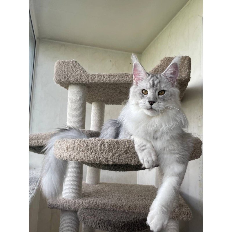 Maine Coon A Cecilia 02