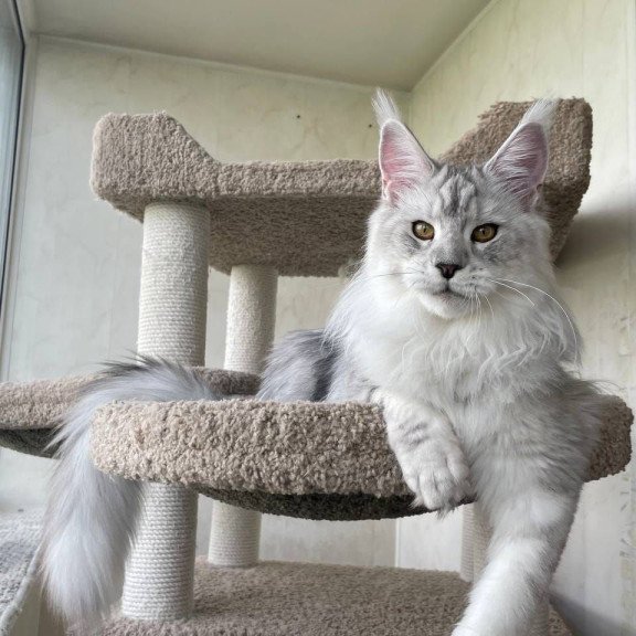 Maine Coon A Cecilia 02