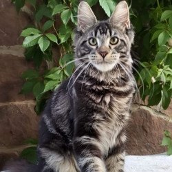 Maine Coon A Hugo