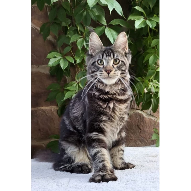 Maine Coon A Hugo