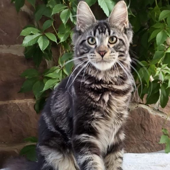Maine Coon A Hugo
