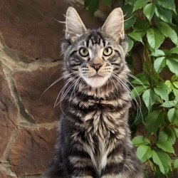 Maine Coon A Hugo