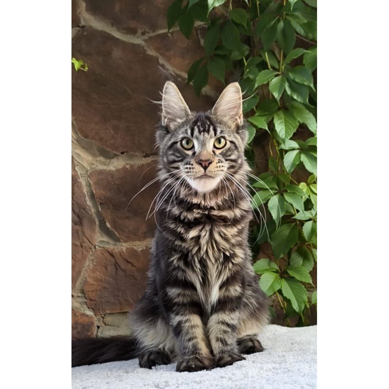 Maine Coon A Hugo