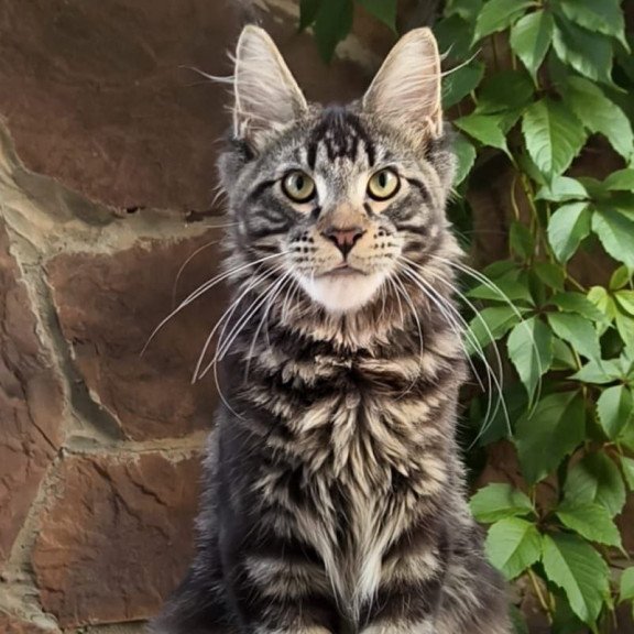 Maine Coon A Hugo
