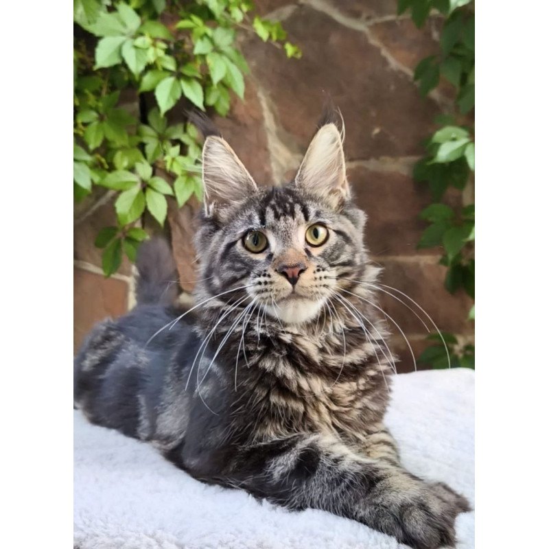 Maine Coon A Hugo