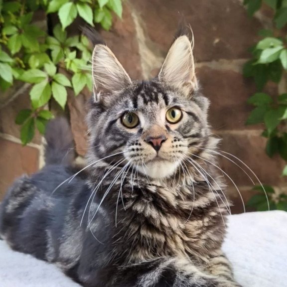 Maine Coon A Hugo