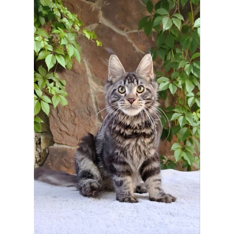 Maine Coon A Hugo