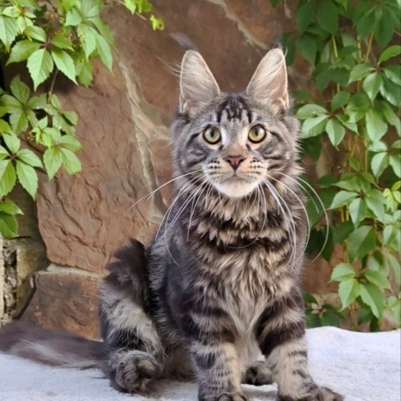 Maine Coon A Hugo