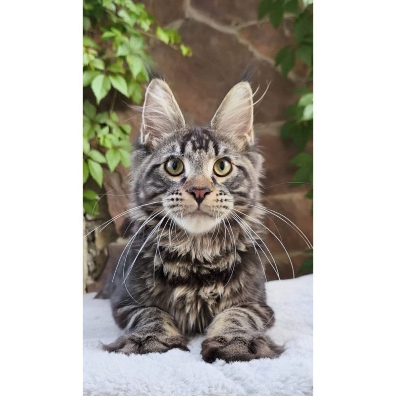Maine Coon A Hugo