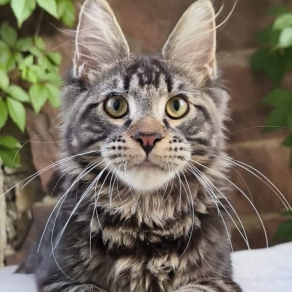 Maine Coon A Hugo