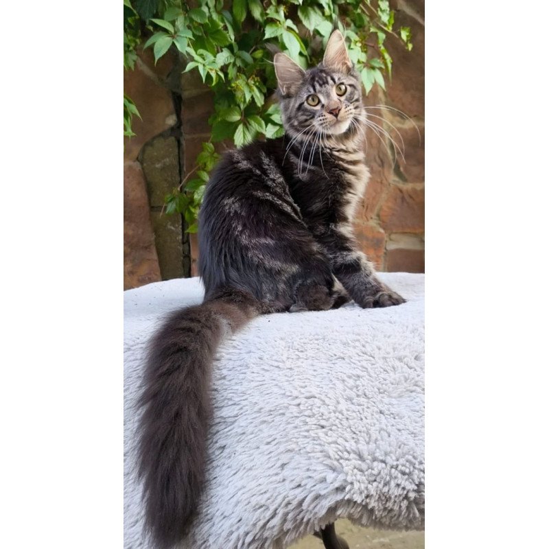 Maine Coon A Hugo