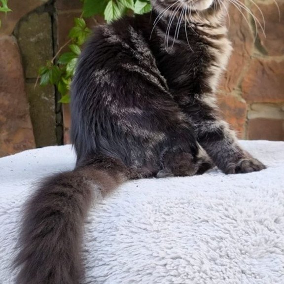 Maine Coon A Hugo