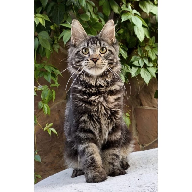 Maine Coon A Hugo