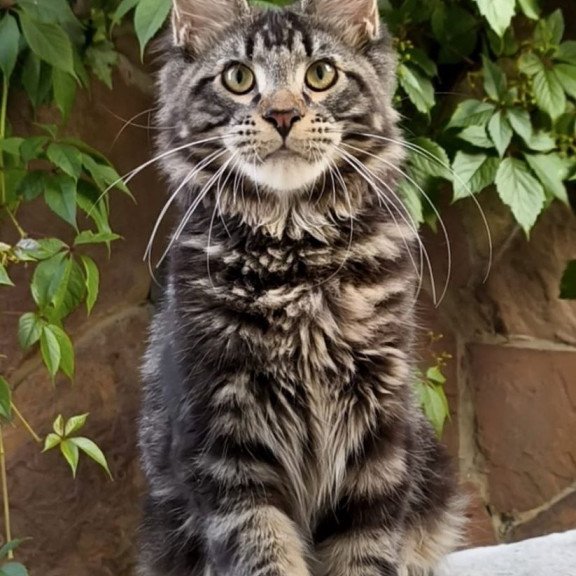 Maine Coon A Hugo