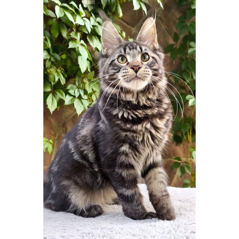 Maine Coon A Hugo